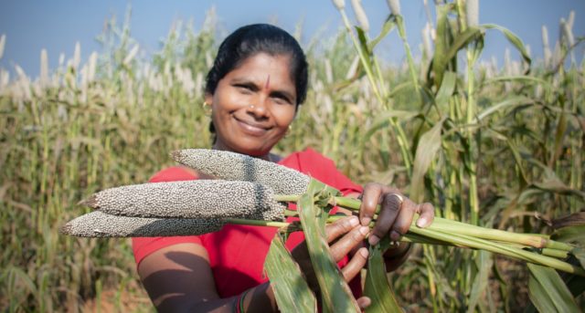 Pearl millet is an essential food crop for millions in Asia and Africa. Crop Trust and ICRISAT are working with wild varieties to improve domestic pearl millet. Photo: PS Rao, ICRISAT