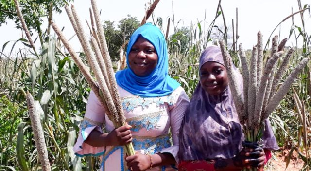 Young farmers with pearl millet ICMH 177111 (left) compared to hybrid ICMH 147007 (right) in Maradi, Niger.