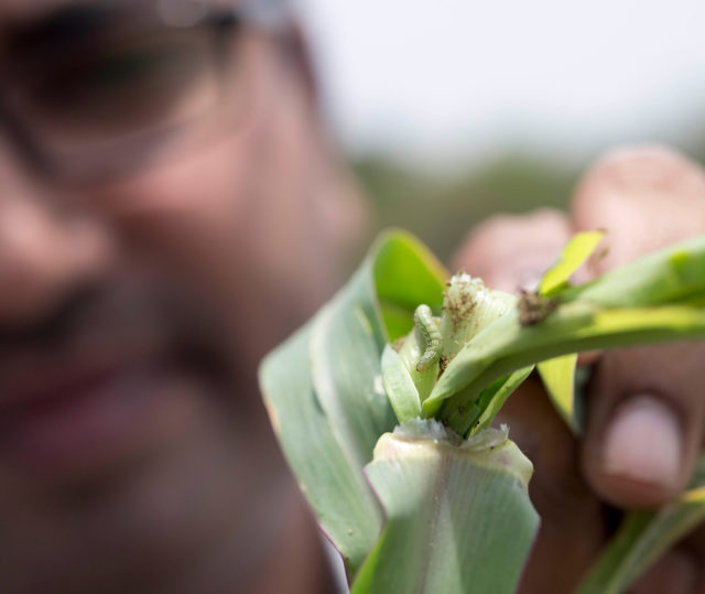 Dr. Jaba Jagadish, Scientist – Entomology, ICRISAT, demonstrating the damage caused by FAW at the ICRSIAT Campus, Hyderabad.