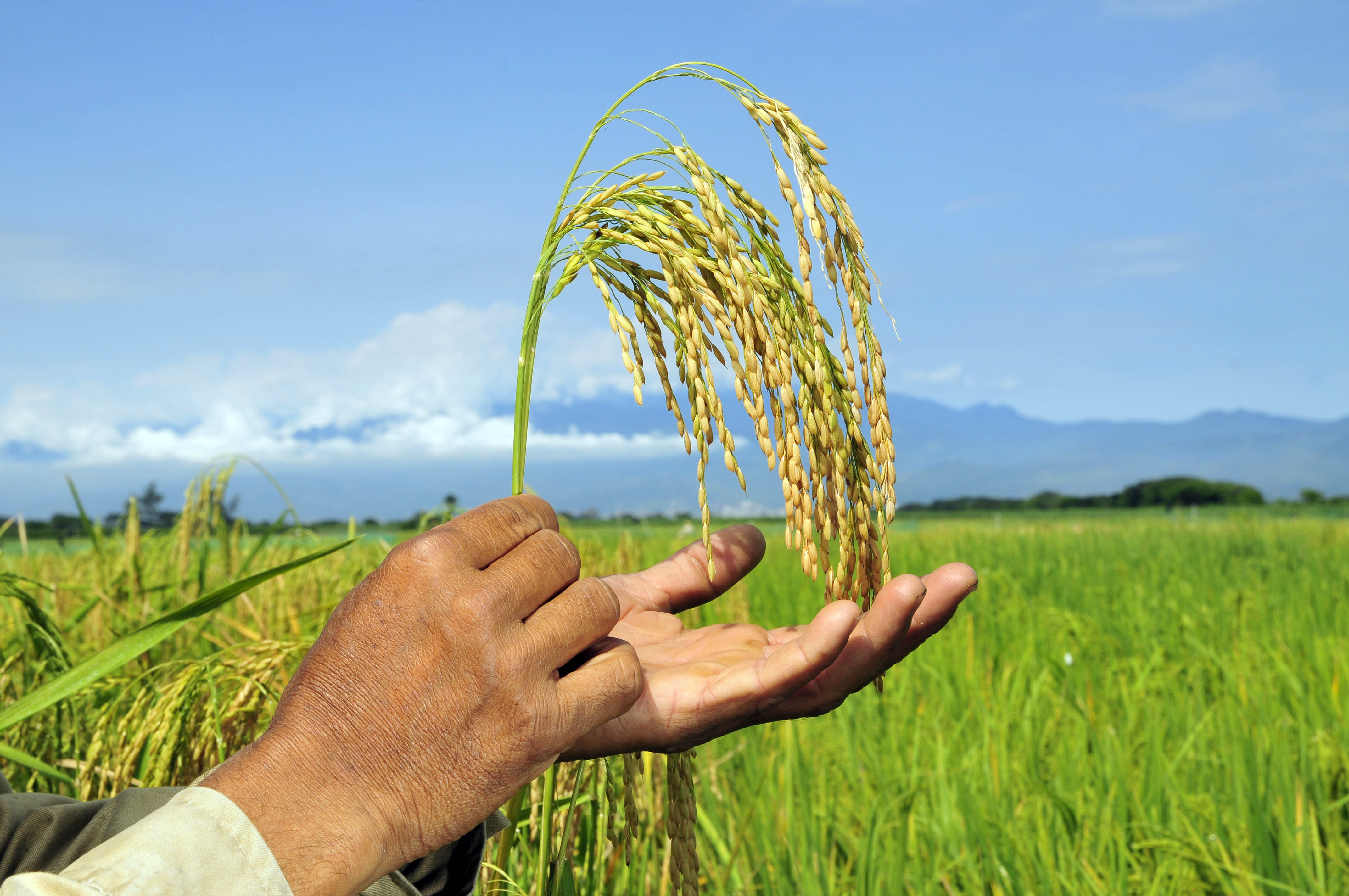 Экологически чистое сельское хозяйство. Cooperative Agriculture. Рис Индиана фото. Biofortification Wheat. Dry Rice in Latin America.