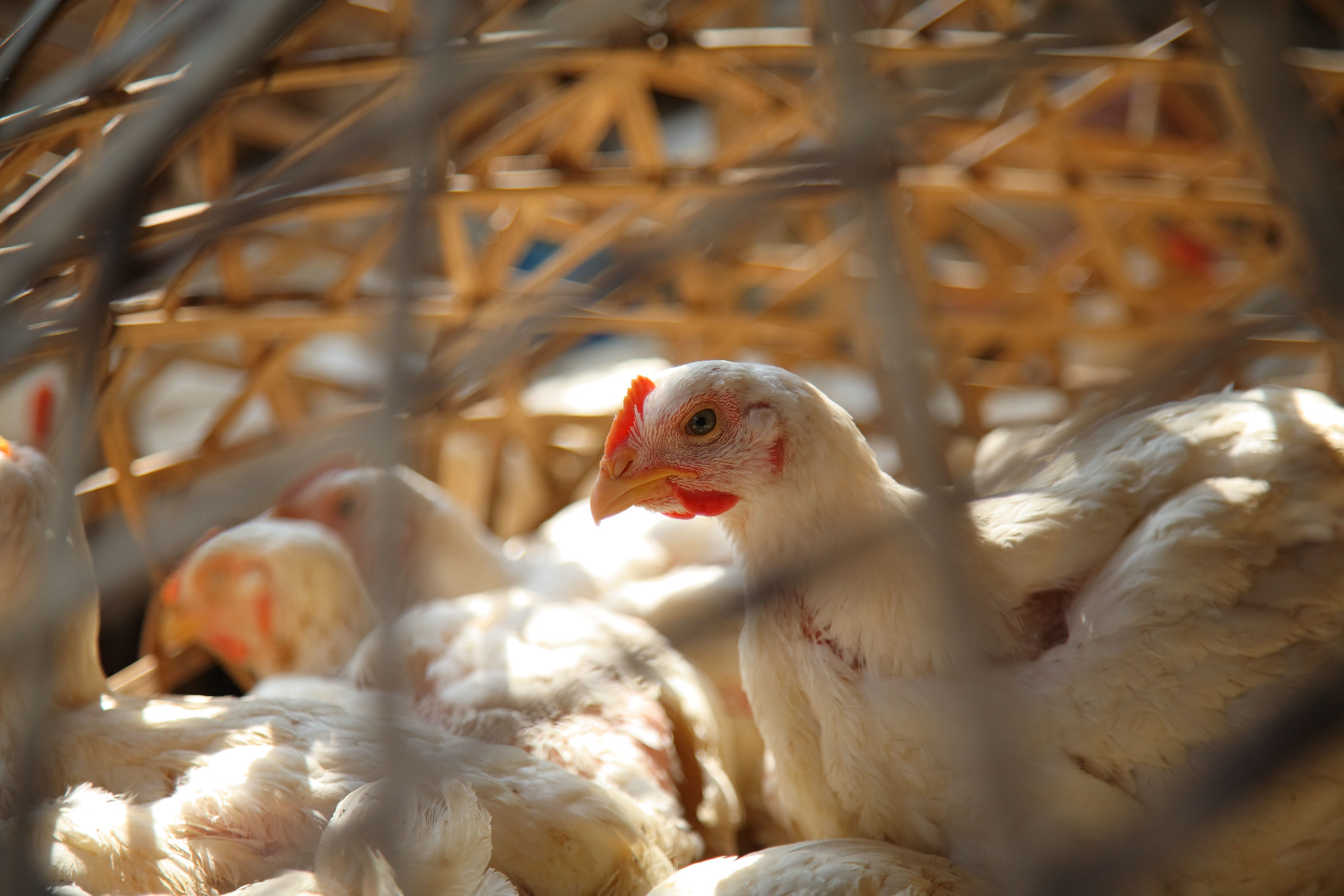 Chickens, Ganeshguru livestock market, Guhawati.