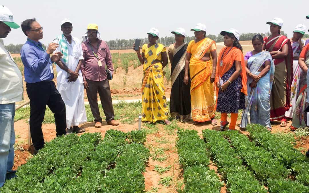 business plan on groundnut farming