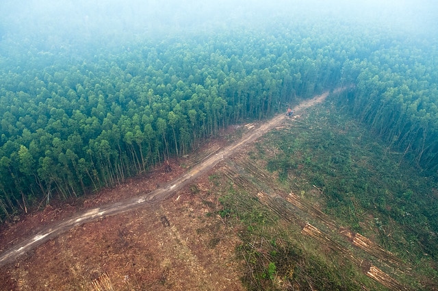 deforestation, payment plan