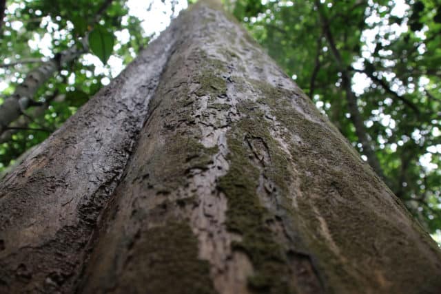 tree planting, tree growing, icraf, stop tree planting