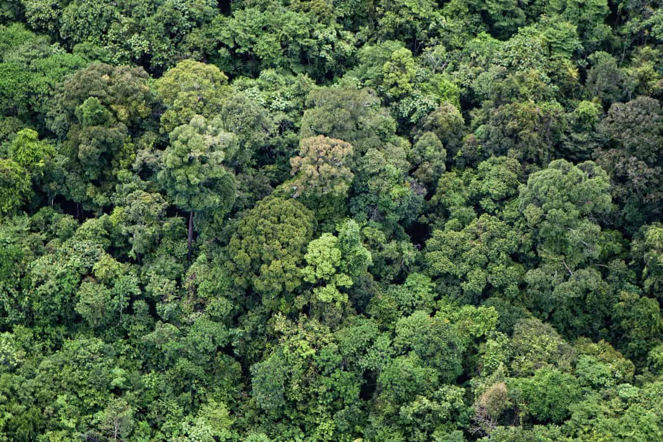 Borneo, forests, canopy