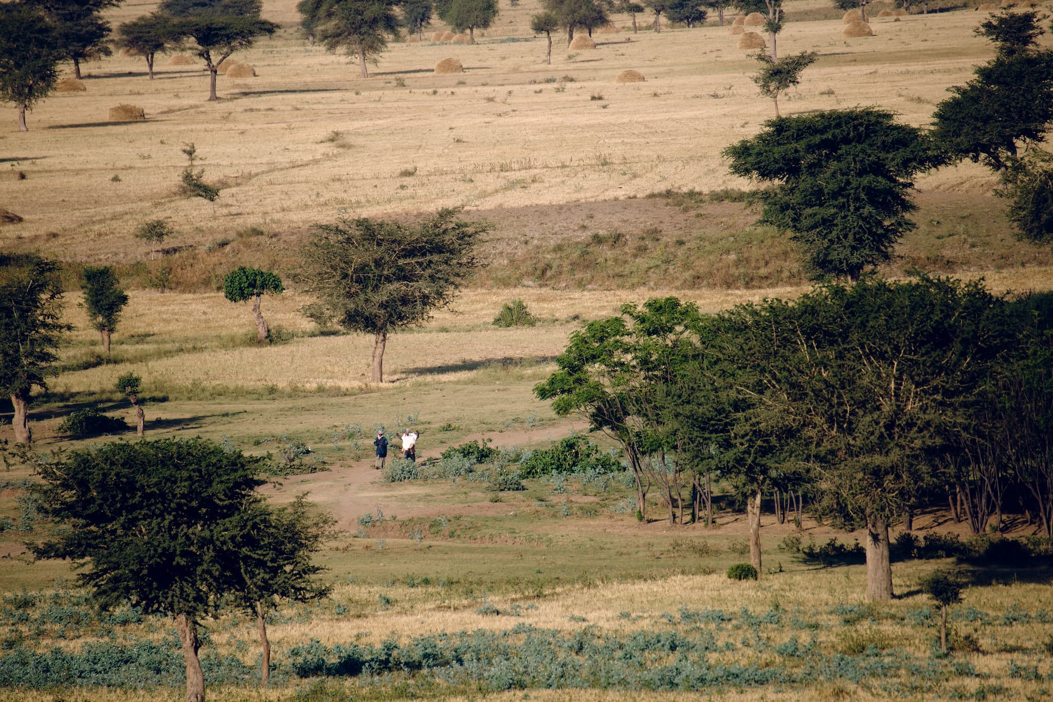 ethiopia, drylands, dry forests, deforestation