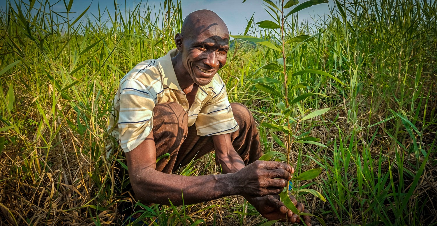 acacia tree, yangambi, Democratic Republic of the Congo, restoration