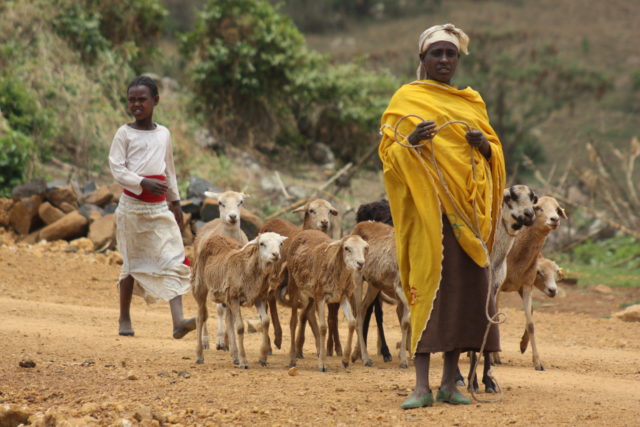 Taking sheep for disease testing in Ethiopia (photo credit: ILRI/Barbara Wieland)