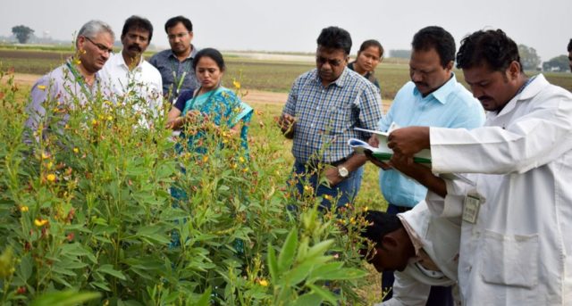 Dr Shivali Sharma showing pigeonpea pre-breeding material to researchers from India, Kenya and Myanmar. Photo: ICRISAT