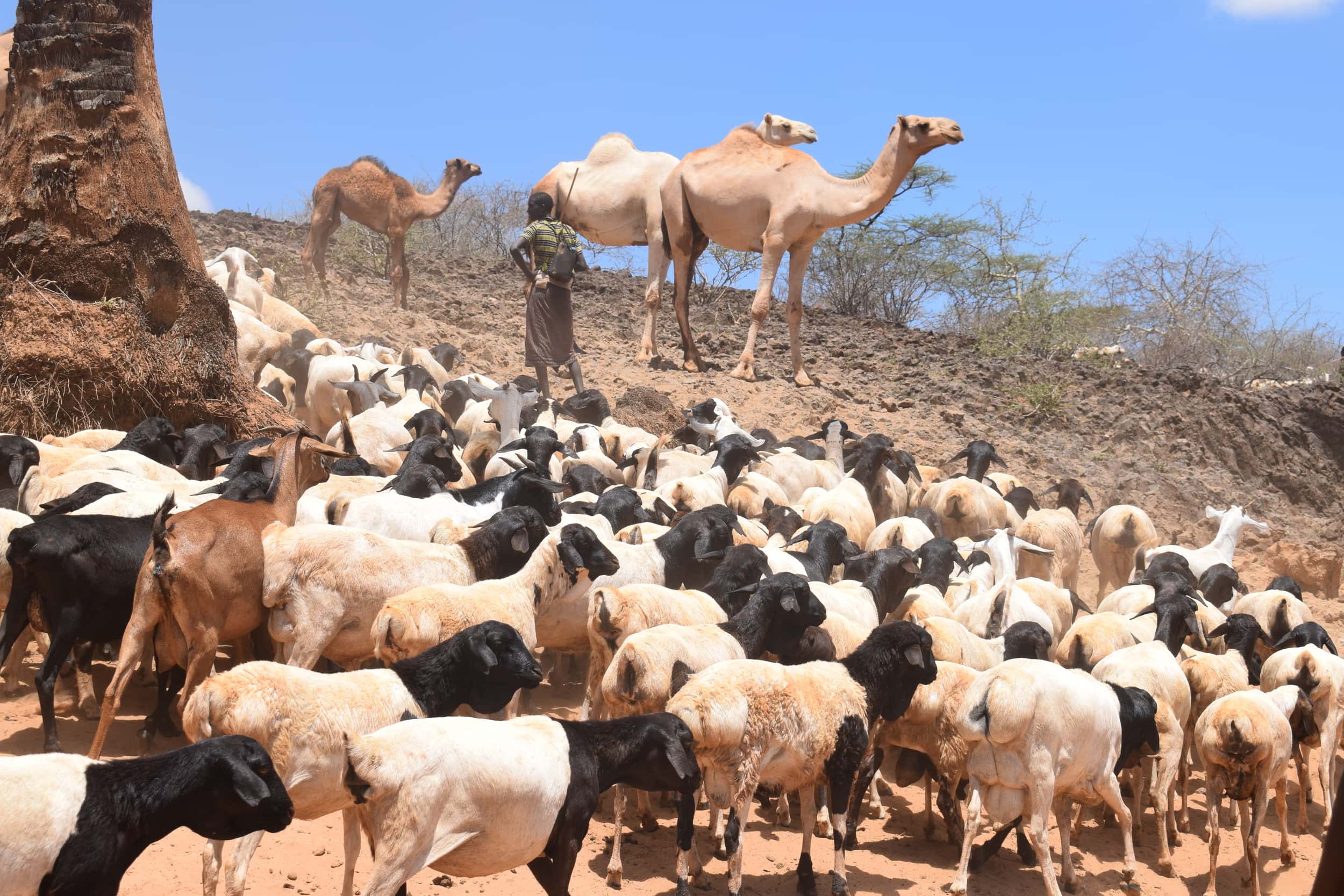 A herder with his livestock in Isiolo County, Kenya. (photo credit: ILRI/Dorine Odongo)