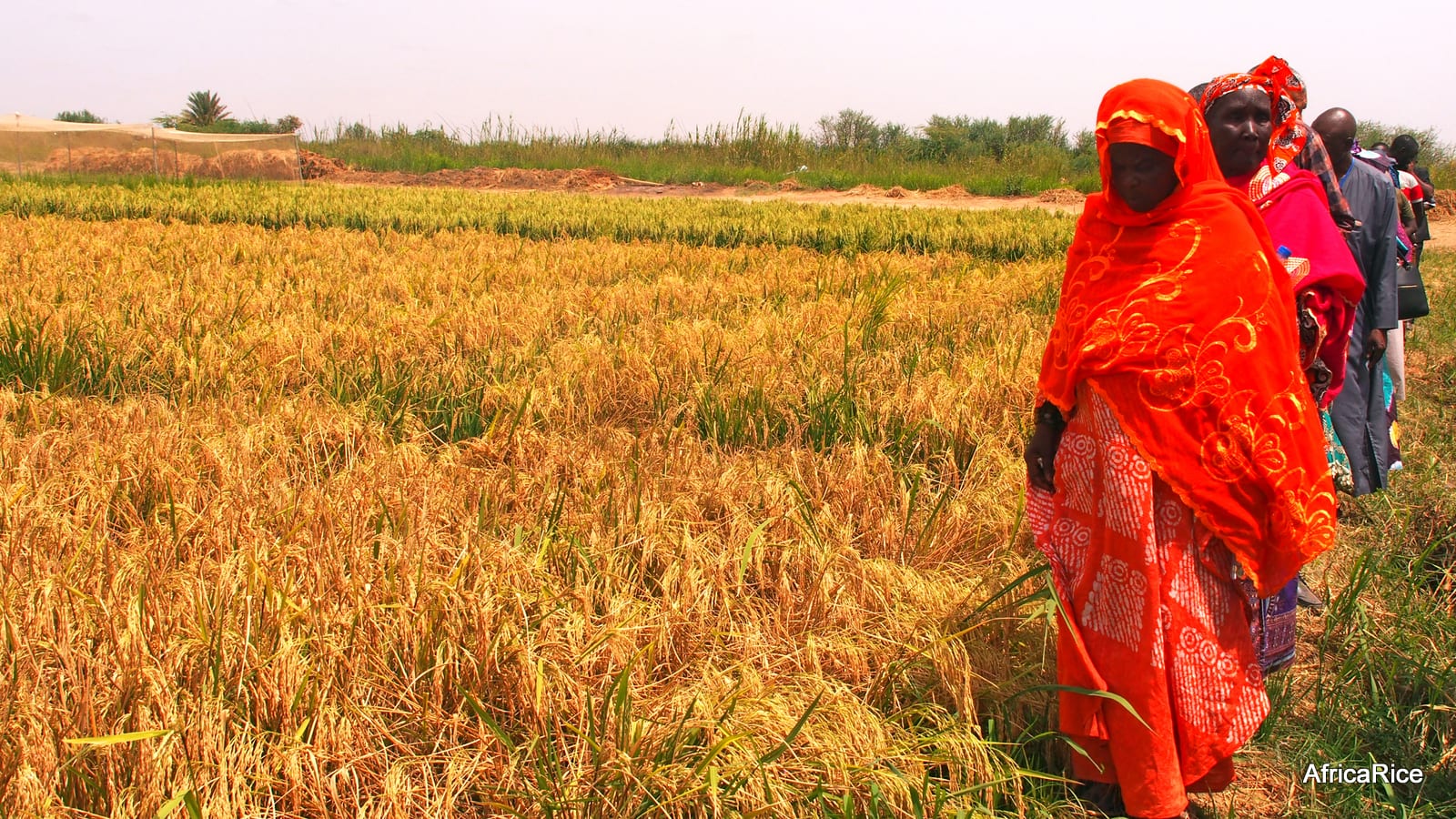 AfDB-TAAT promotes trailblazing hybrid rice technology adapted to Africa
