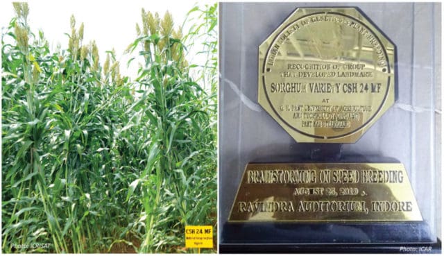 (L) Forage sorghum hybrid CSH 24 MF. (R) Memento presented in recognition of development of the hybrid.