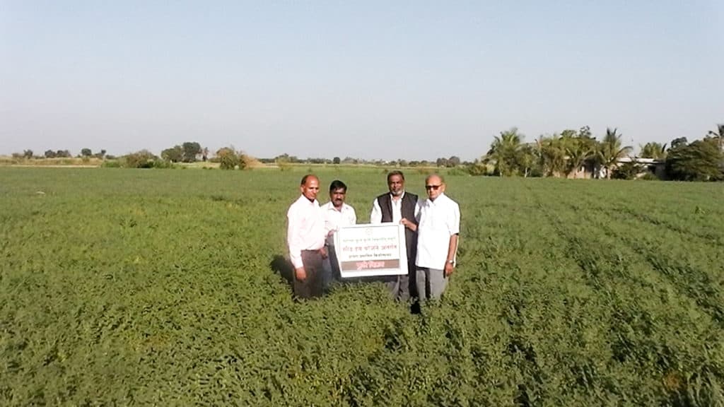 Seed production plot of machine harvestable chickpea variety Phule Vikram at MPKV, Rahuri.