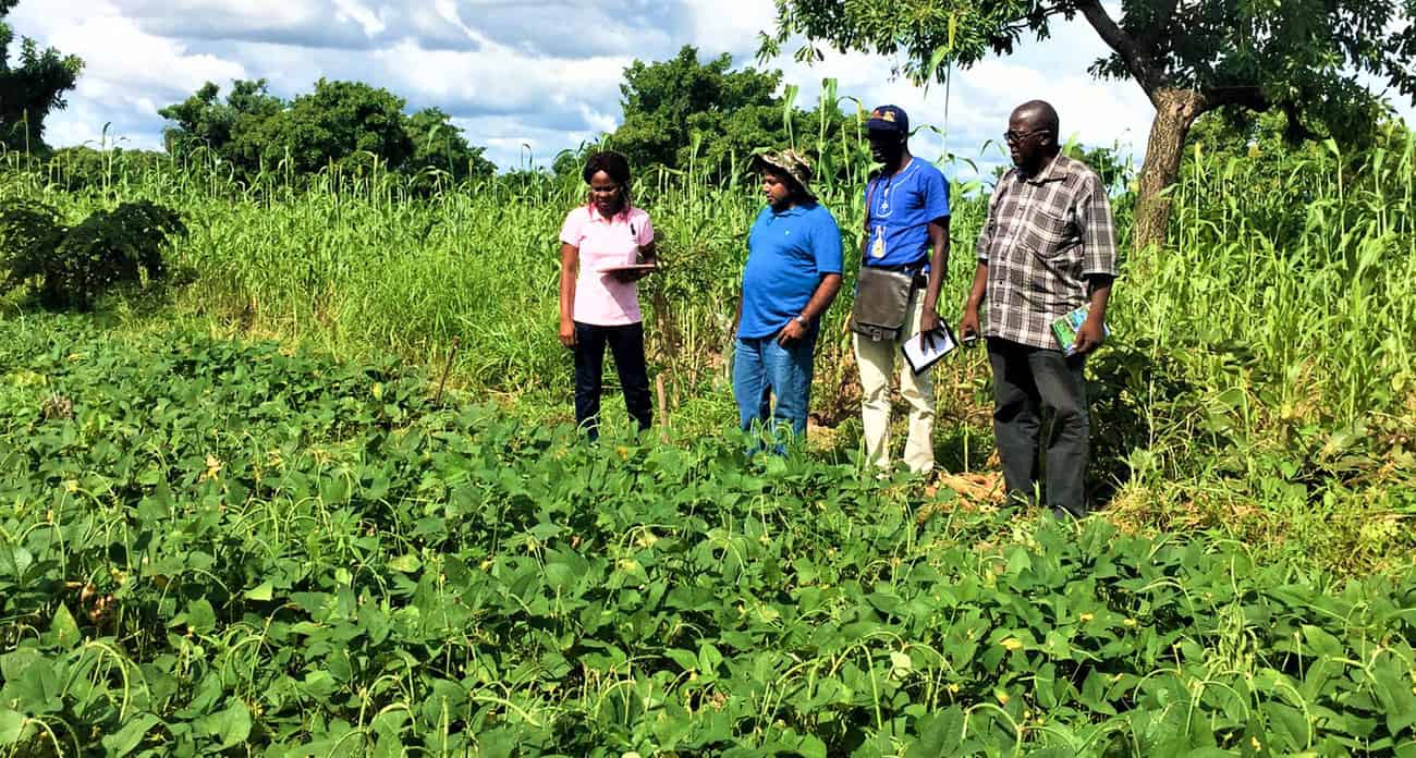 Cowpea field trials in Burkina Faso. Photo: N Mishra, ICRISAT