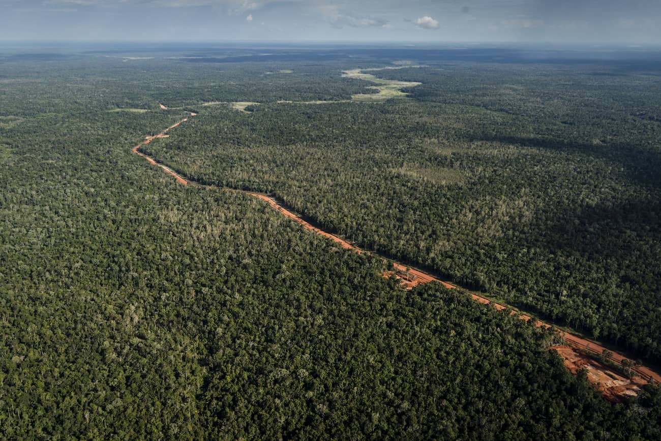 papua, trans-papua highway, papua oil, papua timber, papua logging, papua palm oil