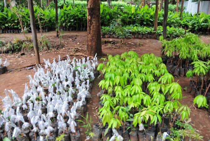 Grafted mango seedling covered with a polythene bag to trap moisture to prevent infection of point where the scion joins with the rootstock