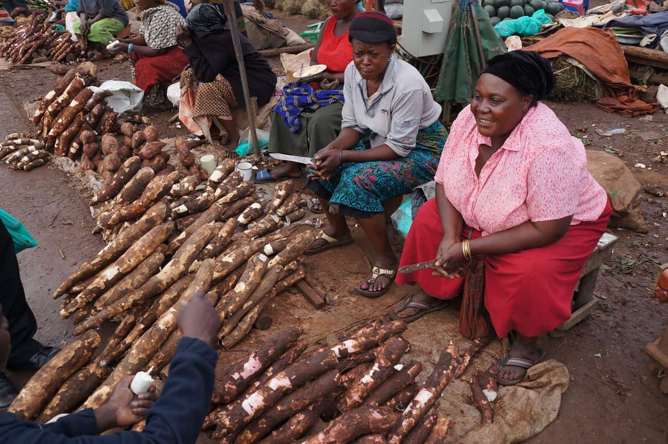 cassava images