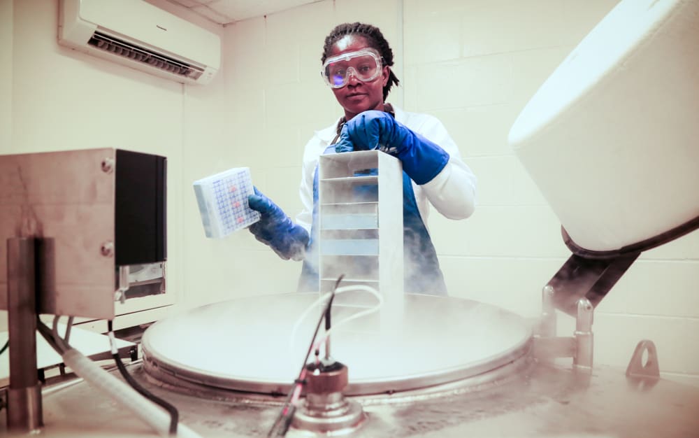 Cryopreservation at IITA genebank