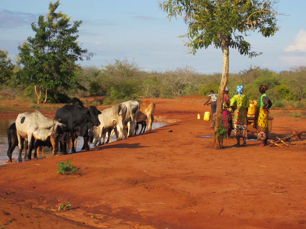 Women waiting to fetch water as cattle drink from a water pan in Taita Taveta, Kenya (photo credit: ILRI/ Juliet Kariuki)