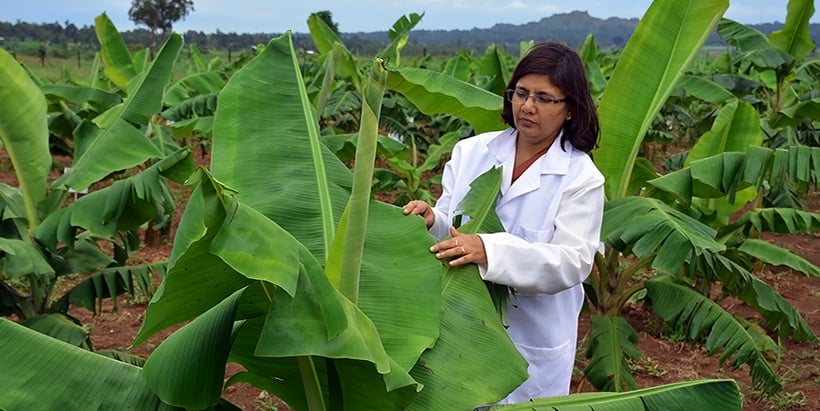 IITA Scientist elected to prestigious global science body