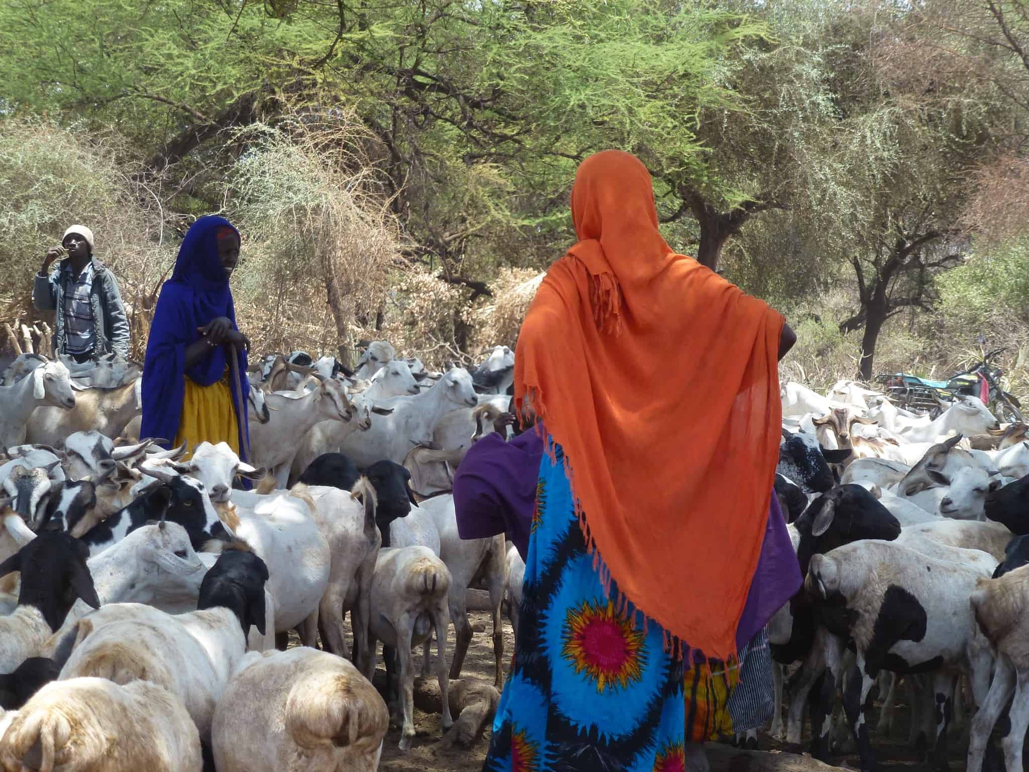 Boran women with sheep and goats at a traditional deep well water source, Garba Tulla, Isiolo, Kenya (photo credit: ILRI/Fiona Flintan).