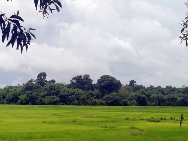 Agroforestry in rice landscape. Photo: World Agroforestry/Robert Finlayson