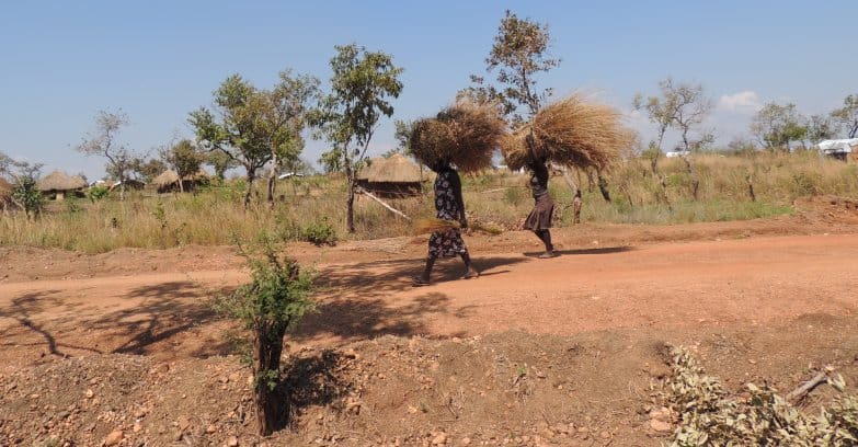 Recently arrived refugees from South Sudan collect grass for thatch in the dry season December 2016. Photo:World Agroforestry/Cathy Watson