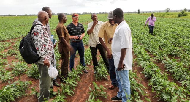 Members of the AVISA and Bayers project team walking through a cowpea breeder seed field in Nyankpala, Ghana, West Africa. Photo: M Magassa, ICRISAT