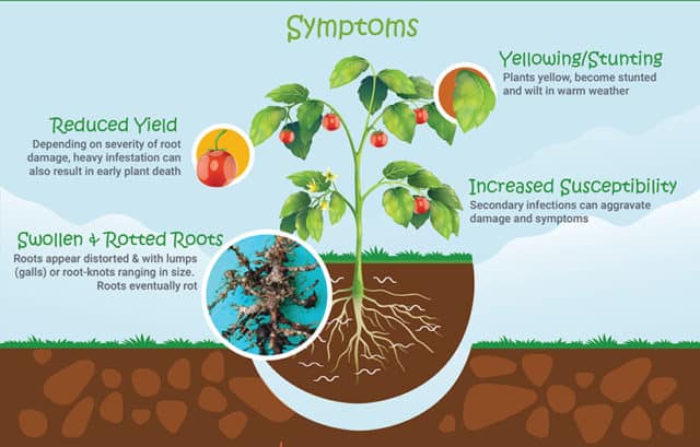 Pay attention to nematodes, they have adverse effects on African food security”, scientists warn