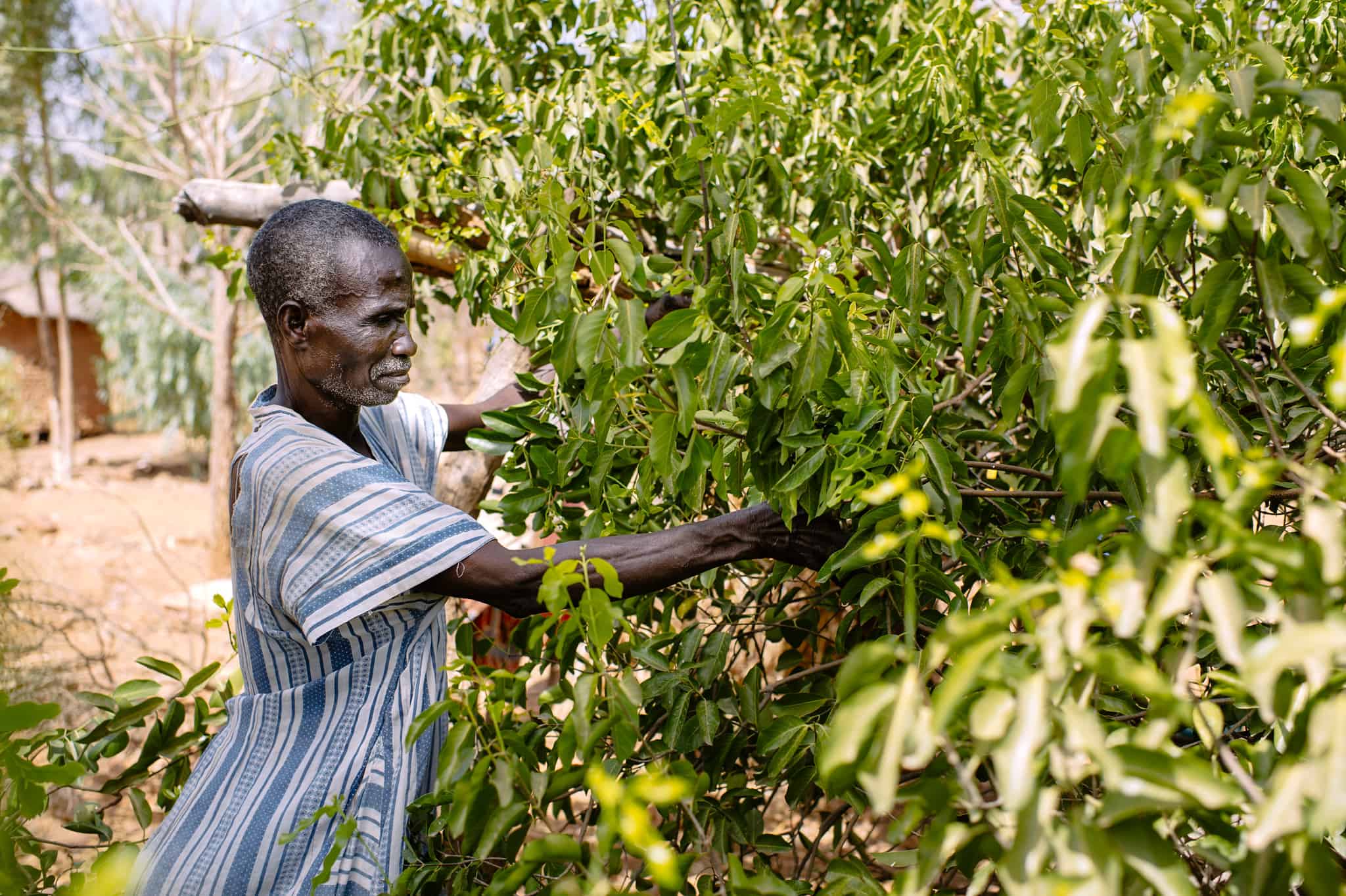 A farmer harvests fruit in Birou village, Burkina Faso. Photo by Ollivier Girard/CIFOR