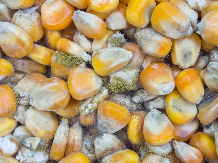 Close-up of Aspergillus flavus and A. parasiticus producer of aflatoxins in corn. KOOKLE/Shutterstock