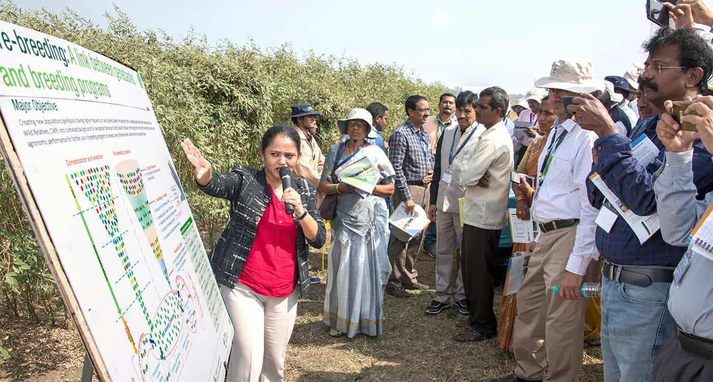 Dr Shivali Sharma, Theme Leader, Pre-breeding, ICRISAT, explains how pre-breeding forms a critical link between genebanks and crop improvement programs in pigeonpea pre-breeding field during the Pigeonpea Field Day. Photo: S Punna, ICRISAT