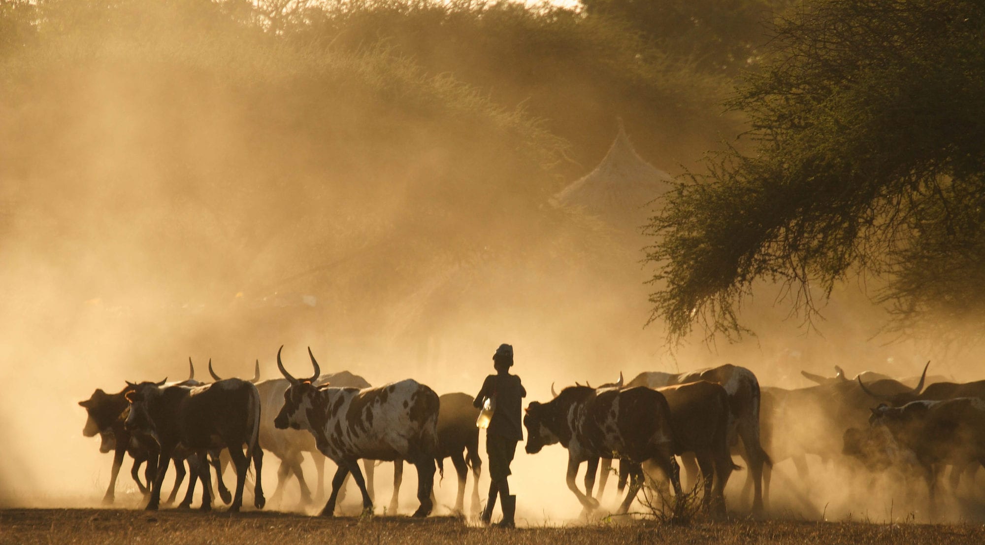 A boy returns home with his family herd at dusk in Lhate Village, Chokwe, Mozambique (photo credit: ILRI/Stevie Mann).