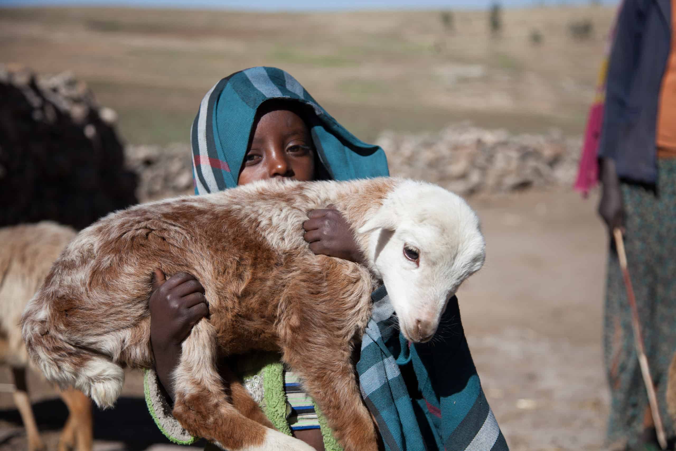 A child holds a newly born family lamb Menz, Ethiopia (photo credit: ILRI/Zerihun Sewunet).