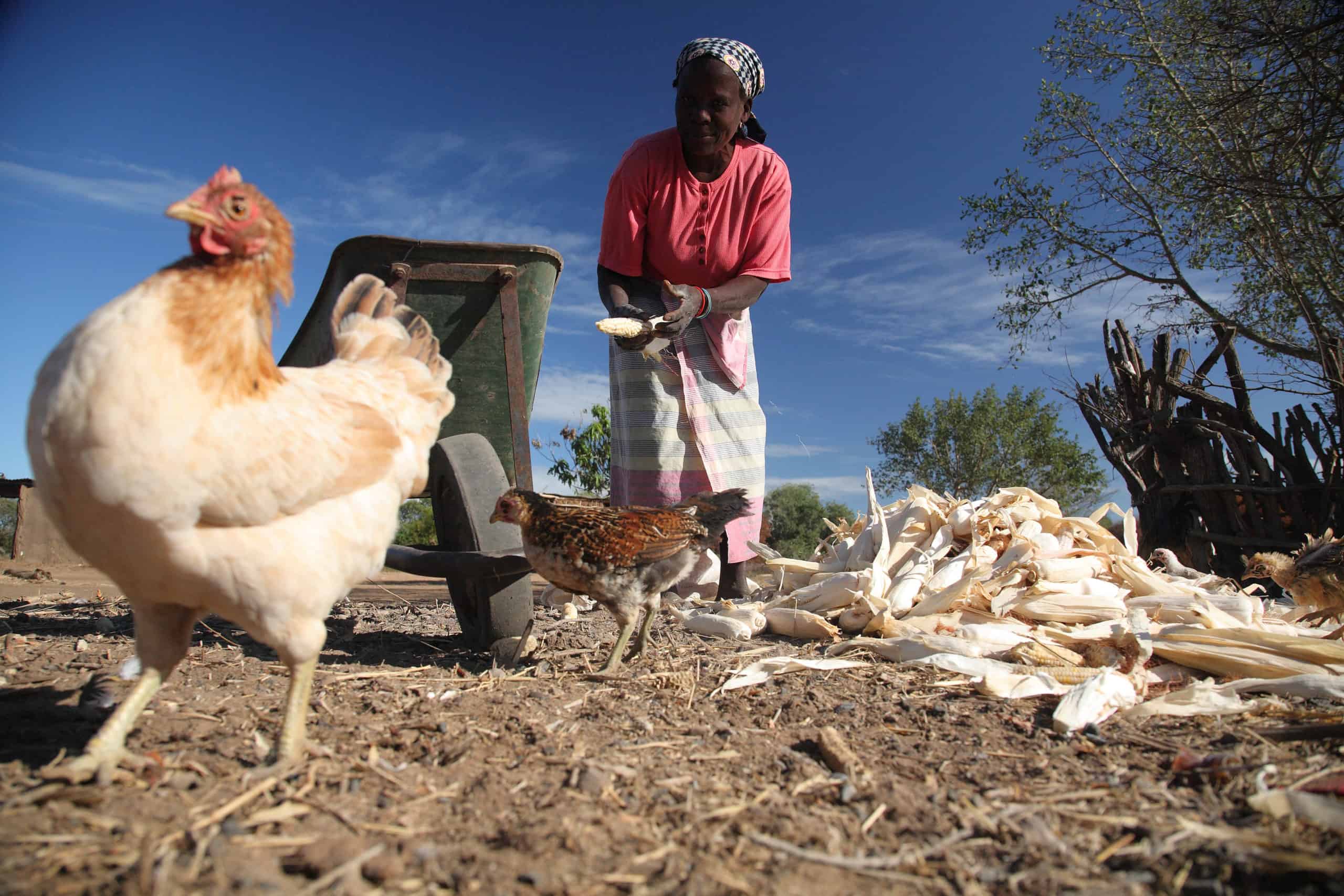 Farmer in Lhate village, Chokwe, Mozambique (photo credit: ILRI/Stevie Mann).