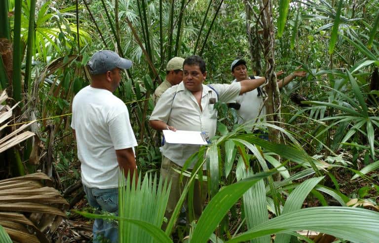 Forest inventory in Petén, Guatemala. Photo Aldo Rodas, Ministry of Agriculture and Livestock-0