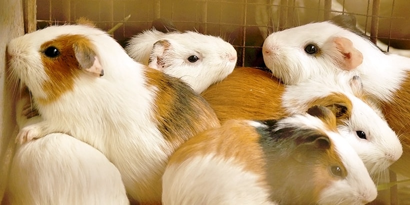 Cavies are not rats! They’re a source of protein and income - study