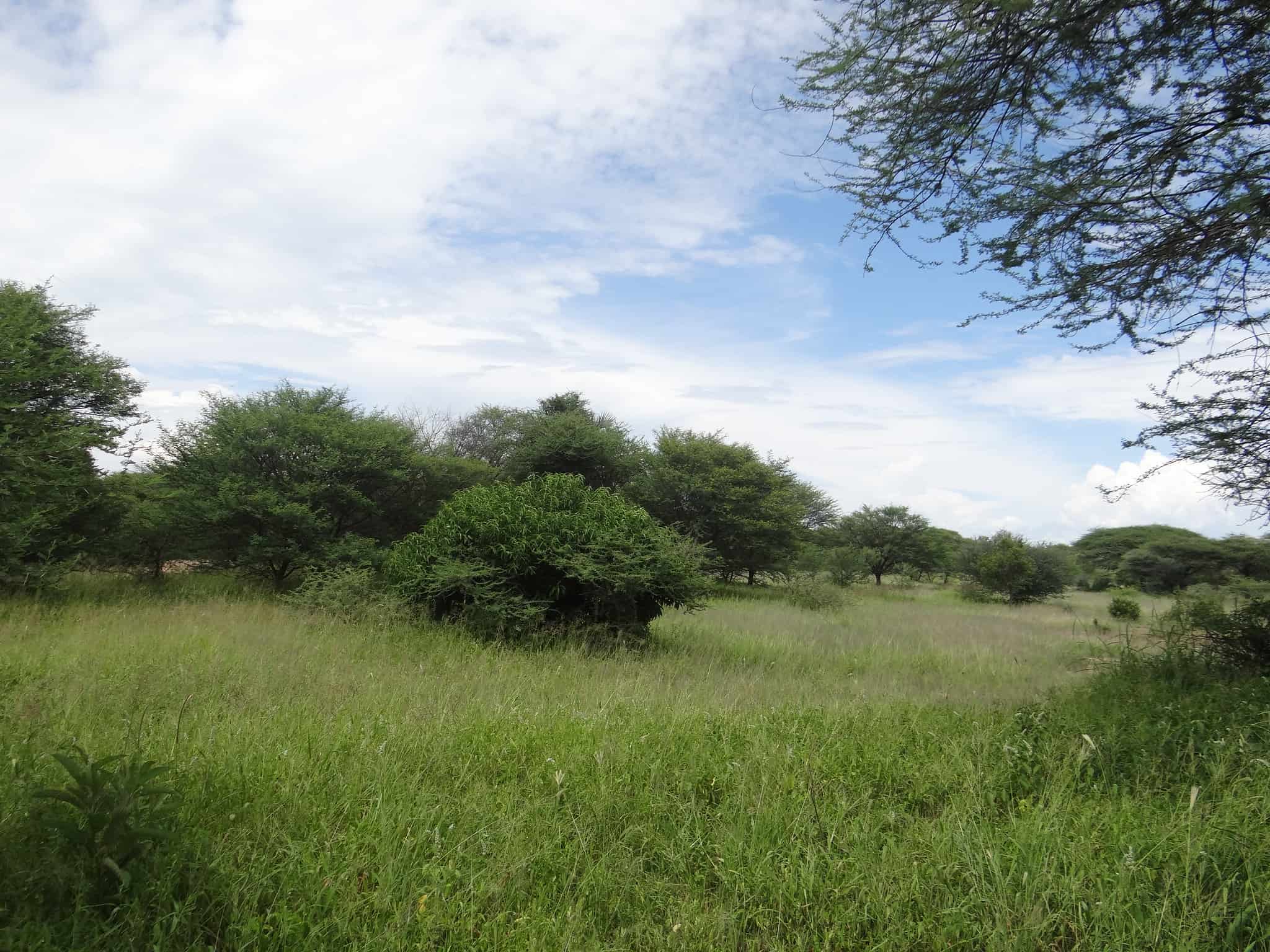 A restored Ngitili system in the Shinyanga Region, Tanzania