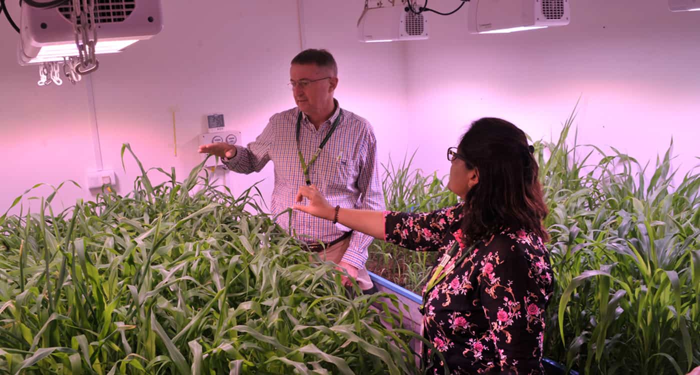 Dr Peter Carberry and Dr Pooja Bhatnagar discussing plant growth in one of the testing bed facilities. Seen are sorghum and pearl millet plants.