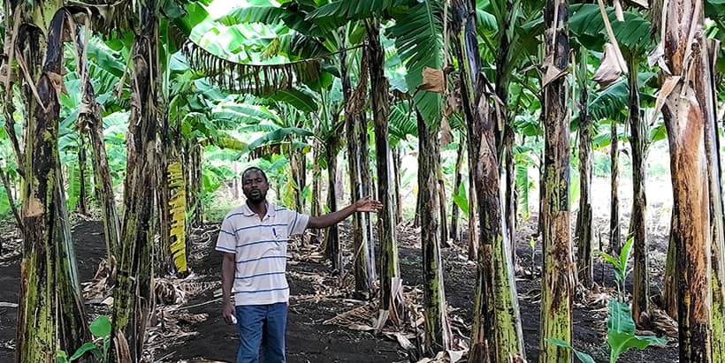 Tanzania’s traditional cooking banana yields more than expected!