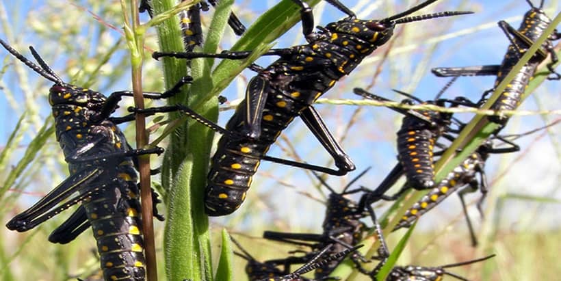 Spraying locust swarm is ineffective – IITA entomologist