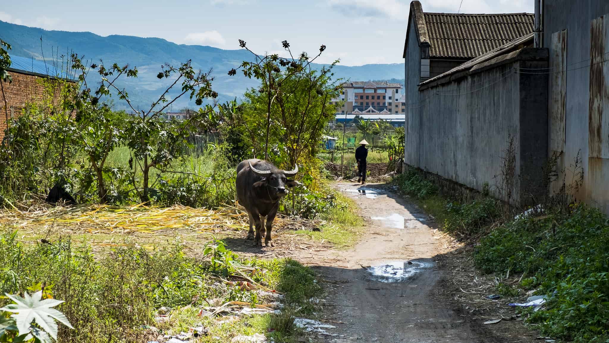 Water buffalo in a Chinese village