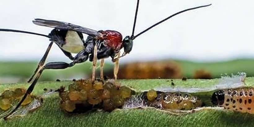 How wasps are used to control the destructive cowpea pest—Maruca vitrata