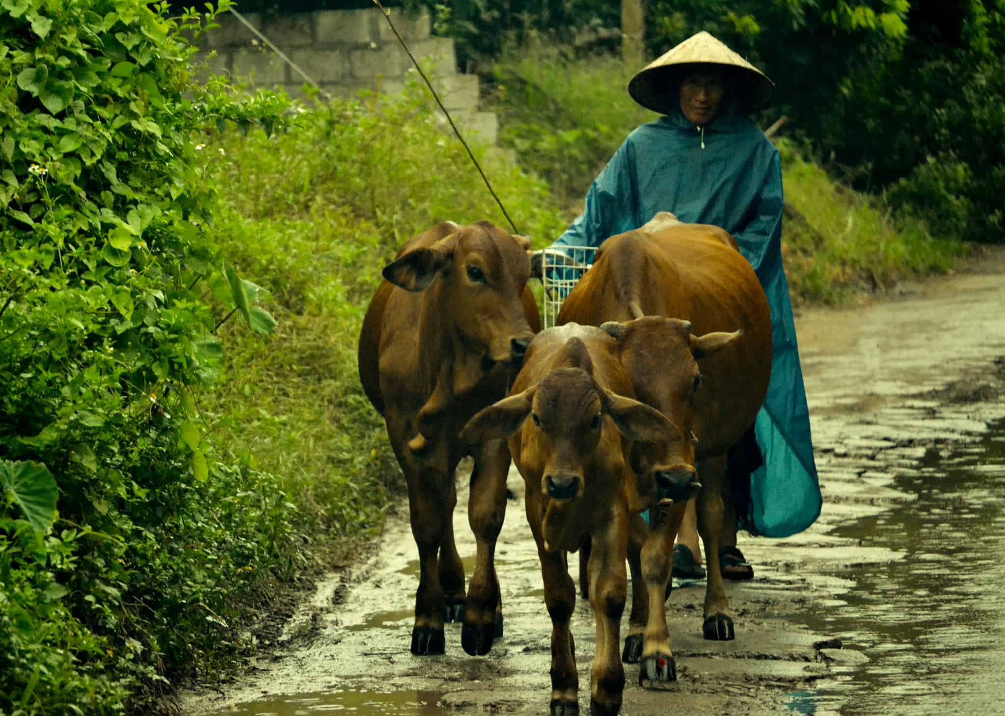 A local cattle owner walks his cattle on a rainy day in Hung Yen province, Vietnam (photo credit: ILRI/Nguyen Ngoc Huyen).