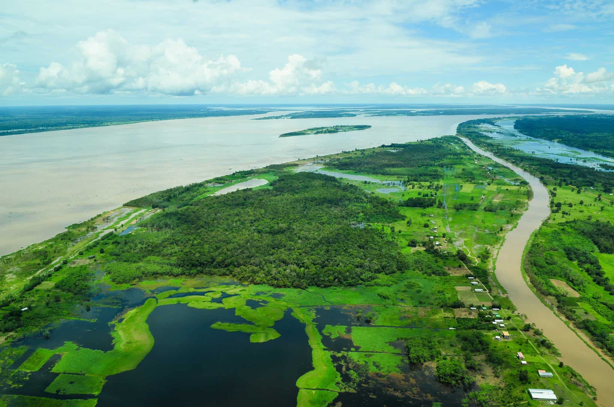 Amazon rainforest could disappear within 50 years, scientists report