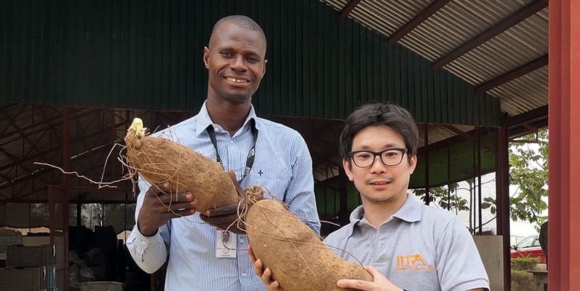 IITA BIP team sets new production per hectare record for yam farmers in Nigeria