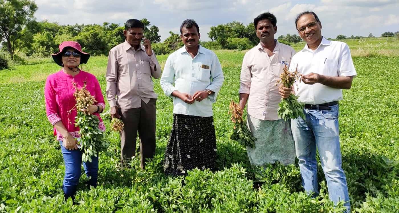 Groundnut field. Photo: ICRISAT