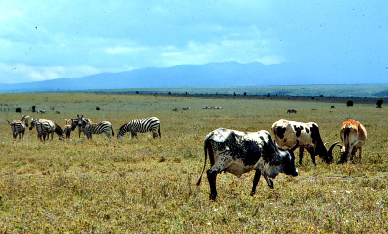 Kenya's wildlife-rich rangelands with cattle and wildlife