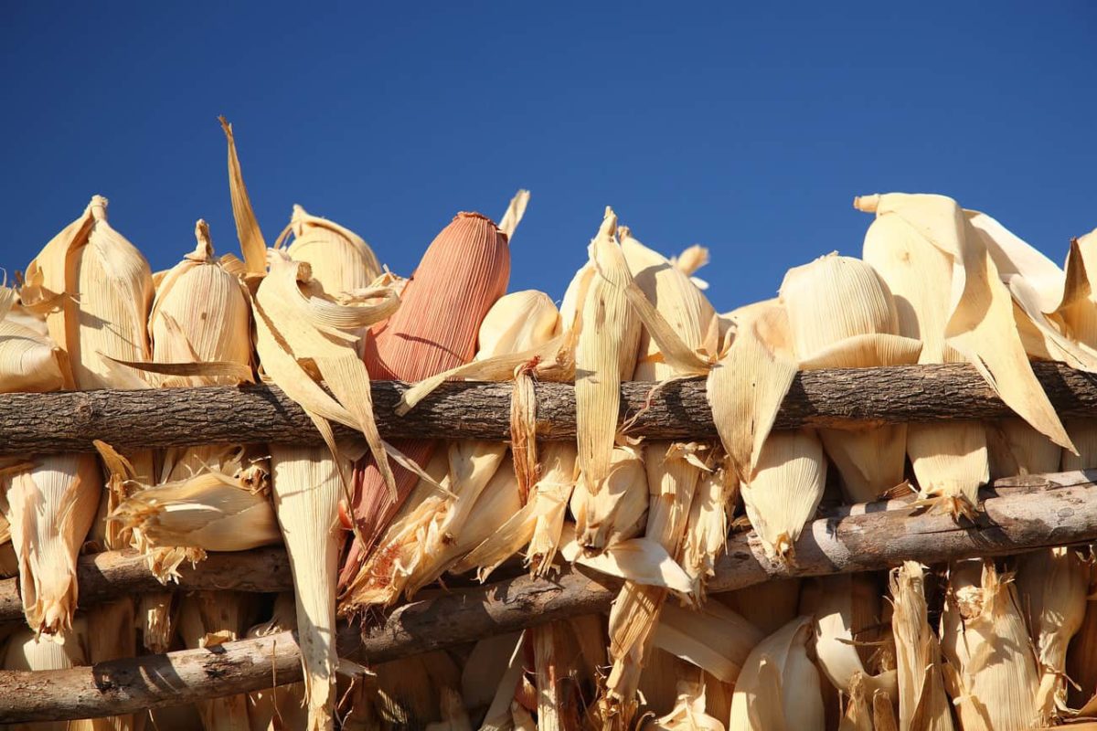 Maize. Mozambique, Tete province, Pacassa village (photo credit: ILRI/Mann).