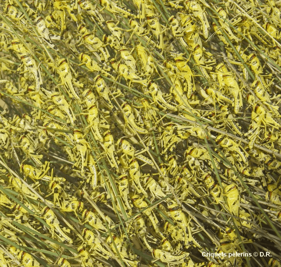 Swarms of desert locus, Photo from CIRAD